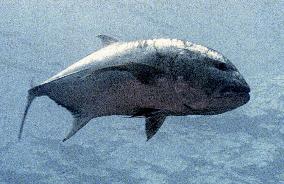 Giant kingfish surprises divers